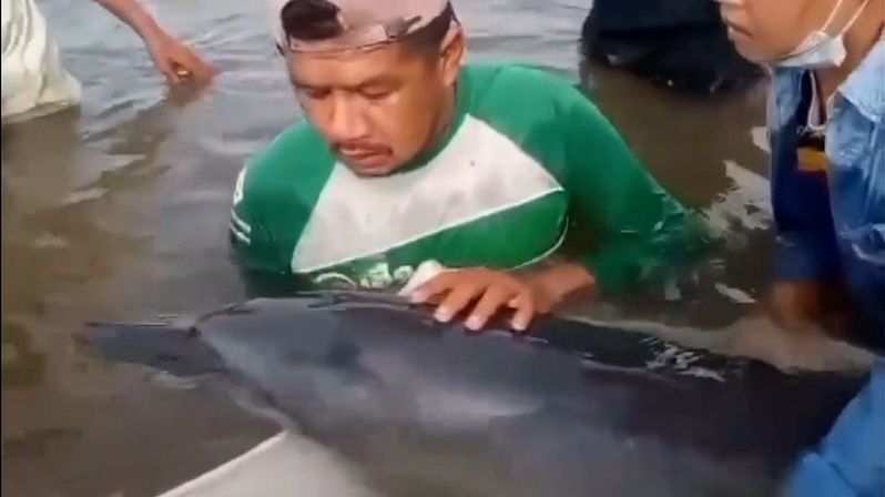 Bouře vyplavila delfíny v Thajsku na mělčinu. Místní měli plné ruce práce